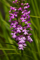 Purple Fringed Orchid