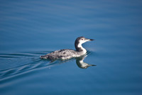 Common Loon in winter plummage
