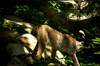 Lynx