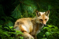 Red Fox