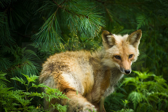 Red Fox