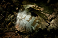 Great Horned Owl Feather Details