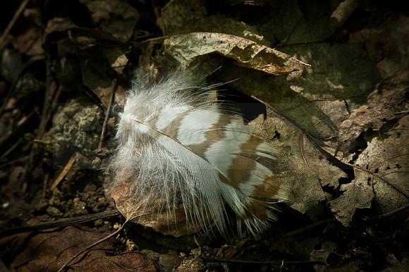 Great Horned Owl Feather Details