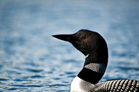 Portrait of a Loon