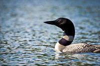 Loon on the water