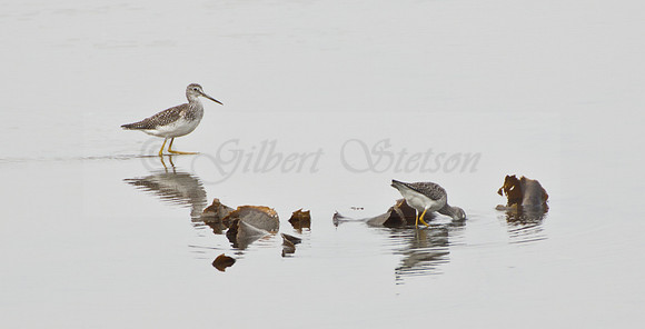 Wading Yellow Legs