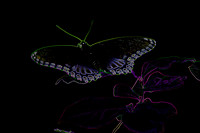 Red-spotted Purple Admiral Butterfly