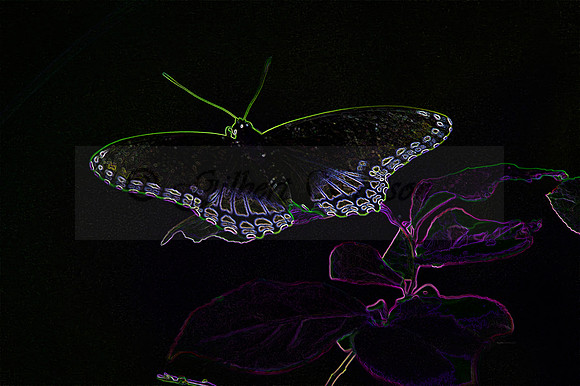 Red-spotted Purple Admiral Butterfly