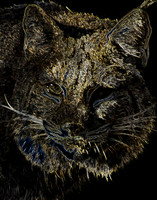 Portrait of a Bob-cat
