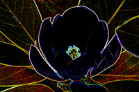 Sweet Magnolia Bloom