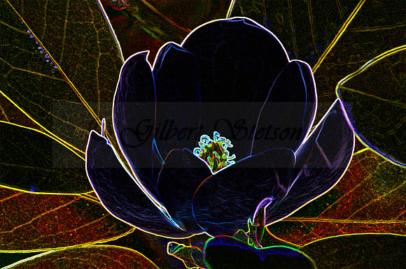 Sweet Magnolia Bloom