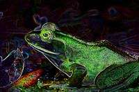 Bull Frog