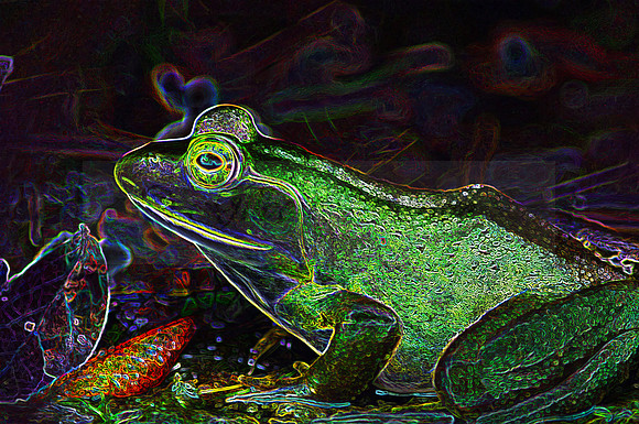 Bull Frog
