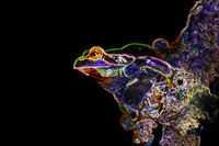 Pine Barren Tree Frog