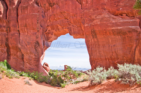 Pinetree Arch