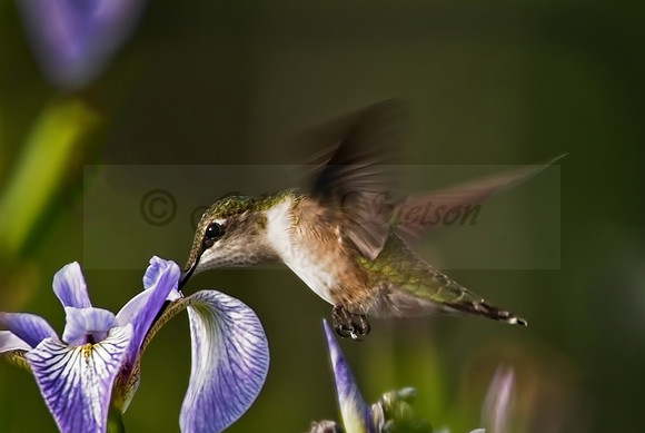 Feeding Hummingbird