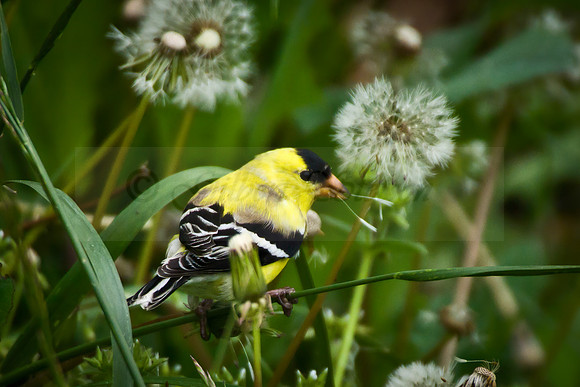 Male Goldfinch