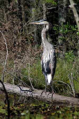 Blue Heron on log