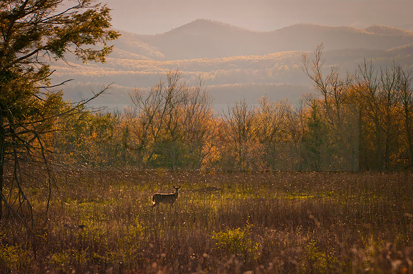 Deer at sunset