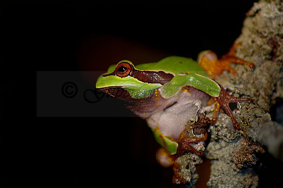 Pine Barren Tree Frog