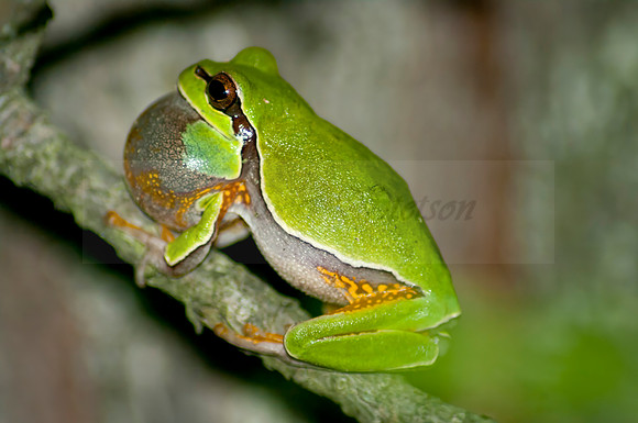 Pine Barren Tree Frog 197