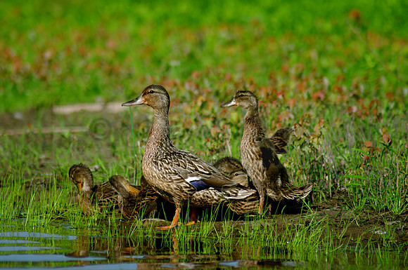 Family of Mallards