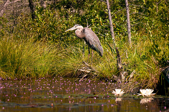 Blue Heron perched on log