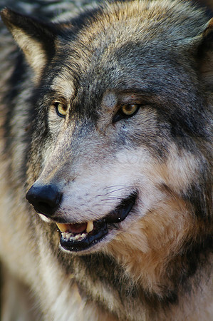 Timberwolf 5247