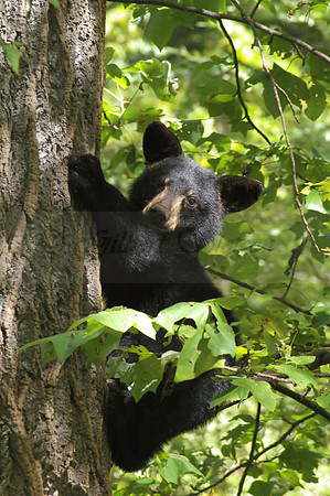 Bear Cub in tree 4570