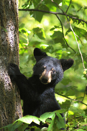 Bear Cub in tree 4565