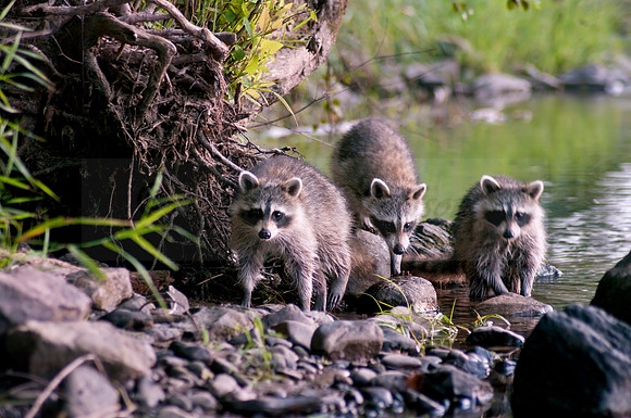 Raccoon Trio 175