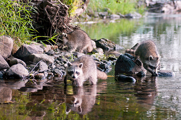 Trio of Raccoons 179