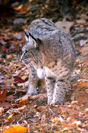 Bobcat 5316