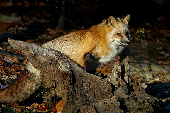 Red Fox 5380