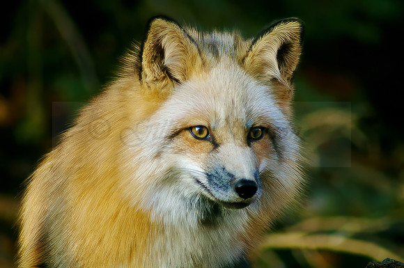 Red Fox 5383