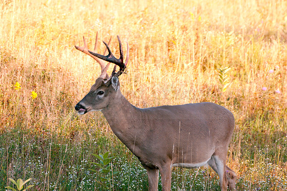 Ten Pointer Buck