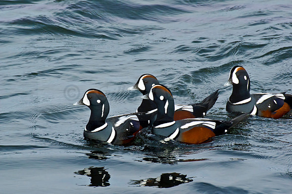 Harlequin Ducks