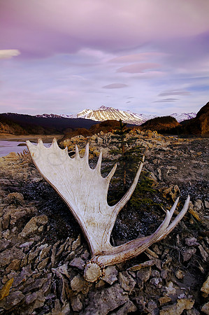 Moose rack along the Alsek River