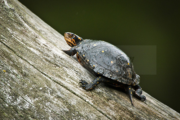 Yellow-spotted turtle(Clemmys guttata)